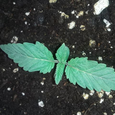 Bubba Haze  growlog timeline photo