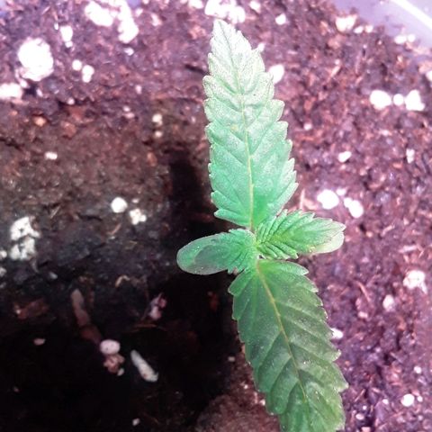 Kilimanjaro  growlog timeline photo