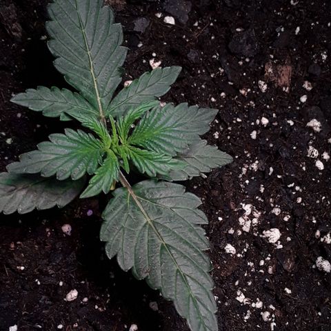 Gorilla Glue Auto  growlog timeline photo