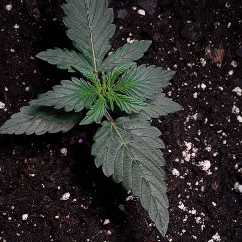 Gorilla Glue Auto  growlog timeline photo