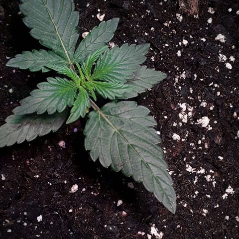 Gorilla Glue Auto  growlog timeline photo