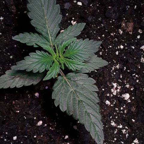 Gorilla Glue Auto  growlog timeline photo
