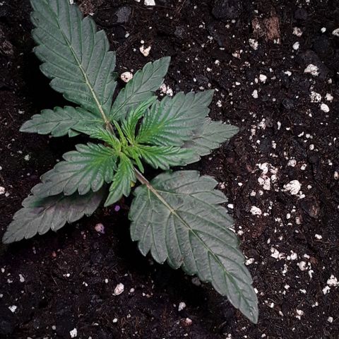 Gorilla Glue Auto  growlog timeline photo