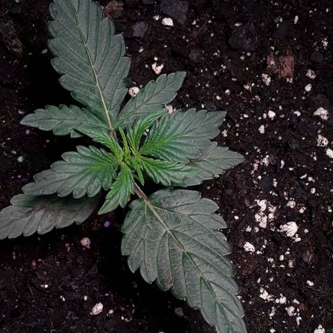 Gorilla Glue Auto  growlog timeline photo