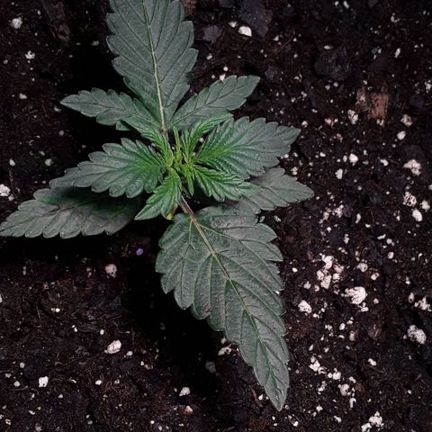 Gorilla Glue Auto  growlog timeline photo