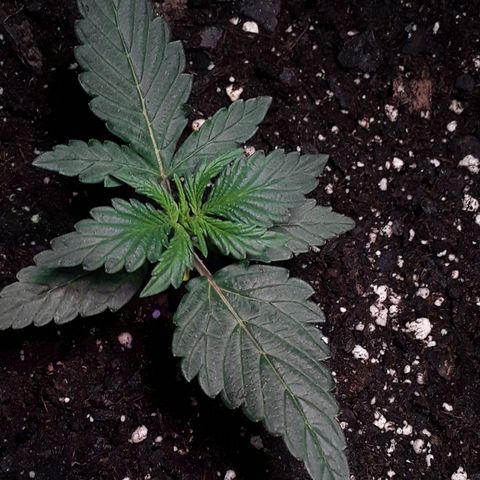 Gorilla Glue Auto  growlog timeline photo