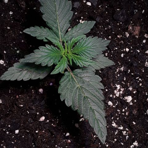 Gorilla Glue Auto  growlog timeline photo