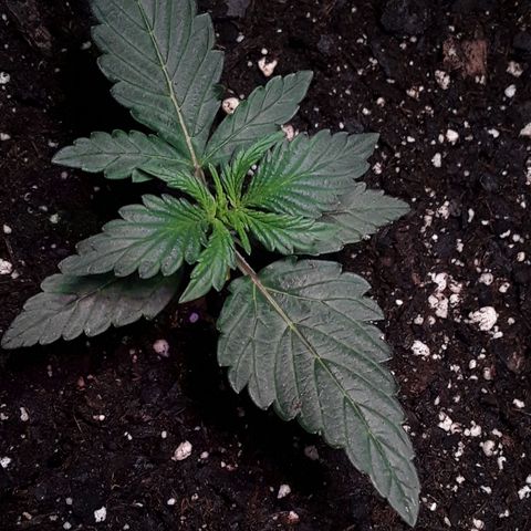 Gorilla Glue Auto  growlog timeline photo