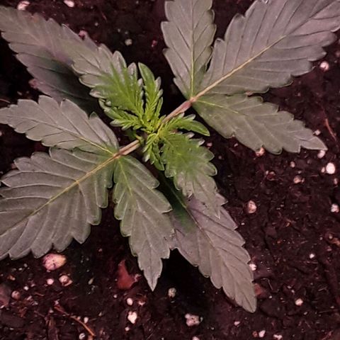 Girl Scout Cookies  growlog timeline photo