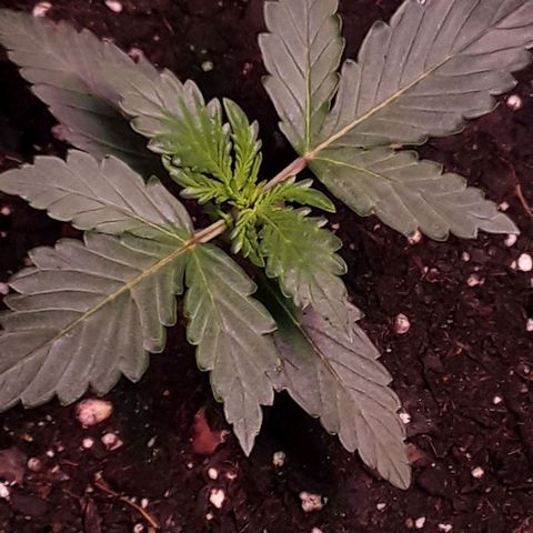 Girl Scout Cookies  growlog timeline photo