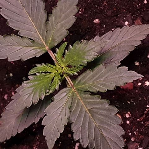 Girl Scout Cookies  growlog timeline photo