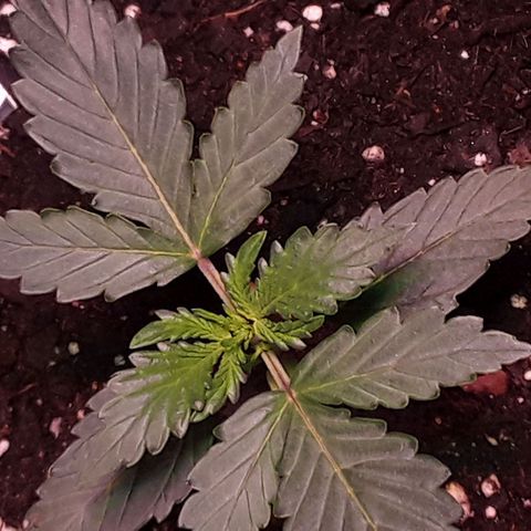 Girl Scout Cookies  growlog timeline photo