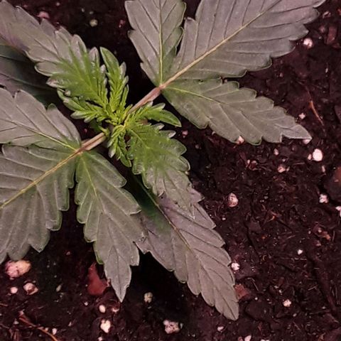 Girl Scout Cookies  growlog timeline photo