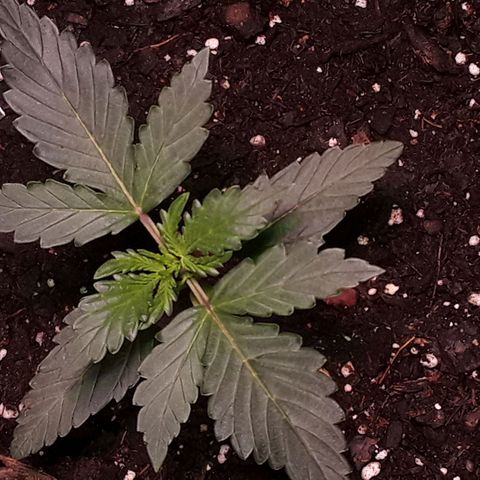 Girl Scout Cookies  growlog timeline photo