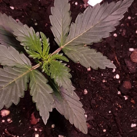 Girl Scout Cookies  growlog timeline photo