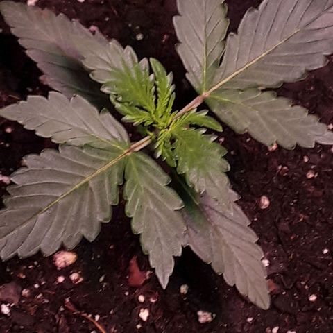 Girl Scout Cookies  growlog timeline photo