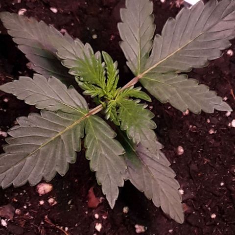 Girl Scout Cookies  growlog timeline photo