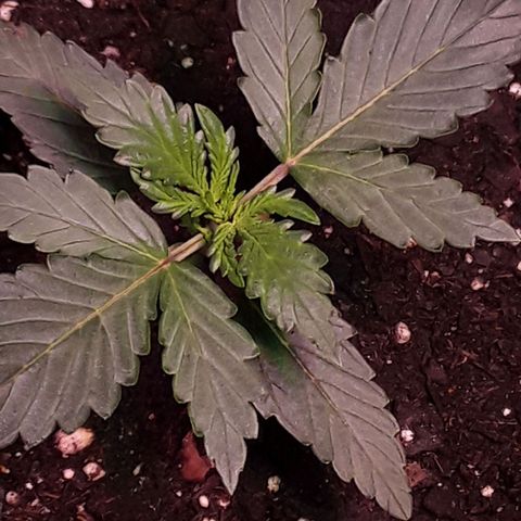 Girl Scout Cookies  growlog timeline photo