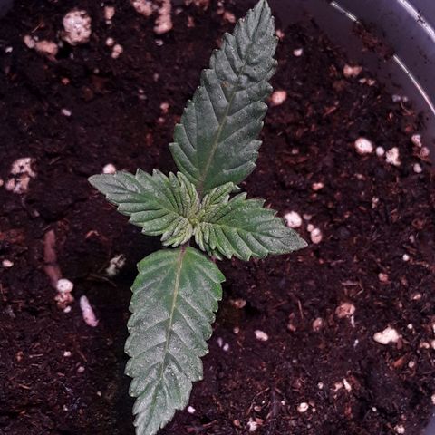 Kilimanjaro  growlog timeline photo