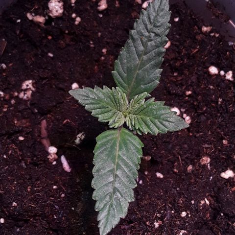 Kilimanjaro  growlog timeline photo