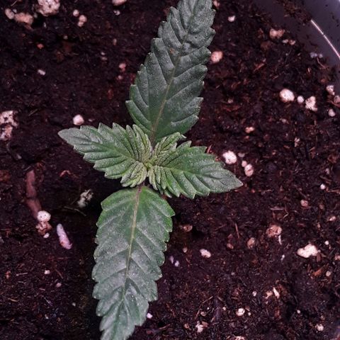 Kilimanjaro  growlog timeline photo