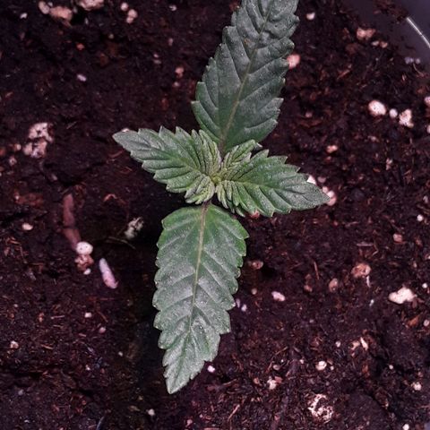 Kilimanjaro  growlog timeline photo