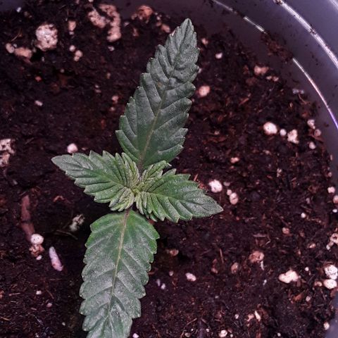 Kilimanjaro  growlog timeline photo