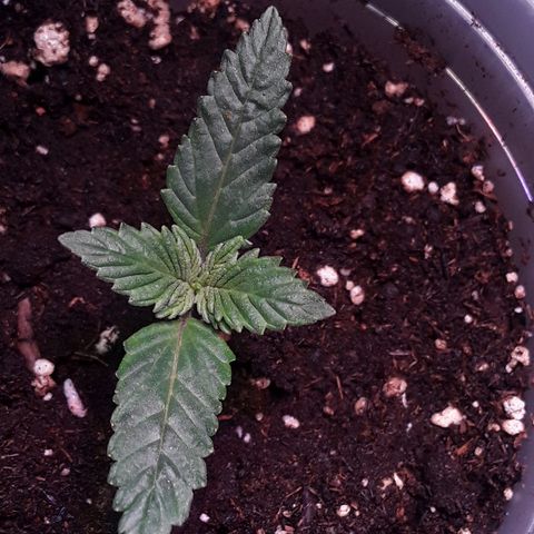 Kilimanjaro  growlog timeline photo