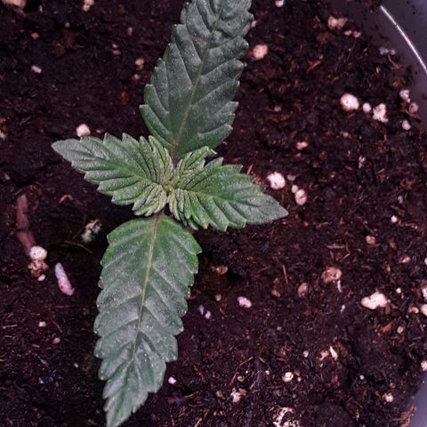 Kilimanjaro  growlog timeline photo