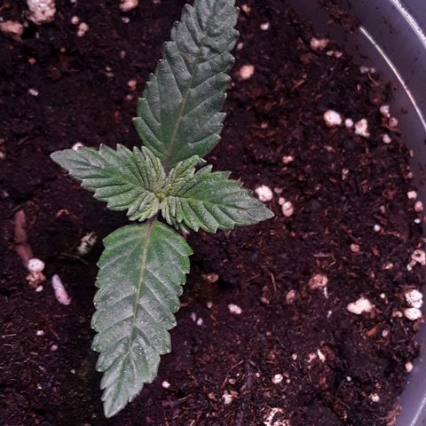 Kilimanjaro  growlog timeline photo