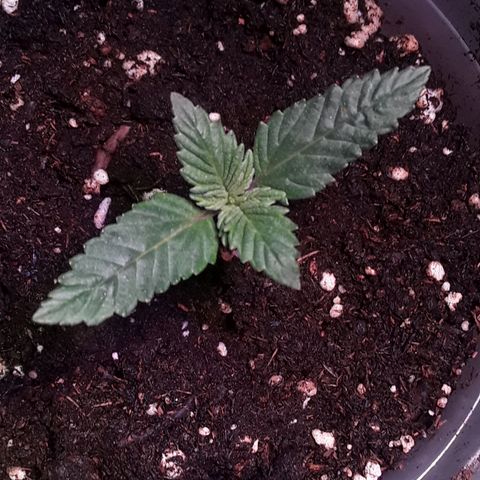 Kilimanjaro  growlog timeline photo