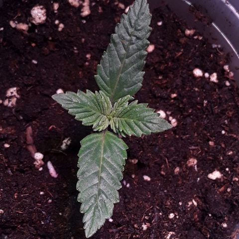 Kilimanjaro  growlog timeline photo