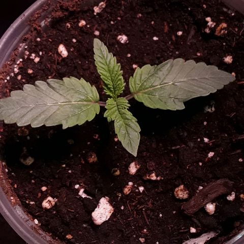 Bubba Haze  growlog timeline photo