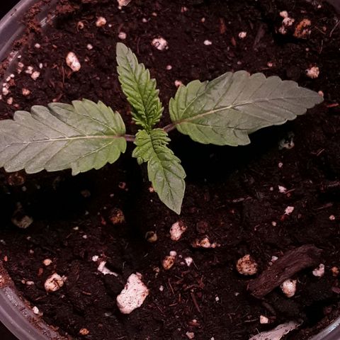 Bubba Haze  growlog timeline photo
