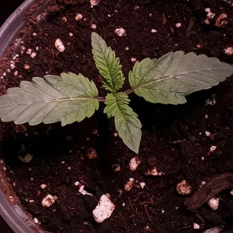Bubba Haze  growlog timeline photo