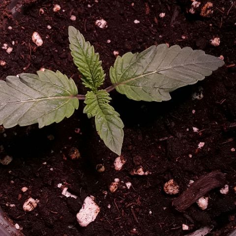 Bubba Haze  growlog timeline photo