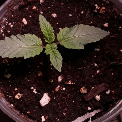 Bubba Haze  growlog timeline photo