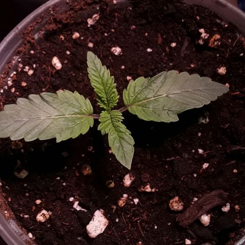 Bubba Haze  growlog timeline photo