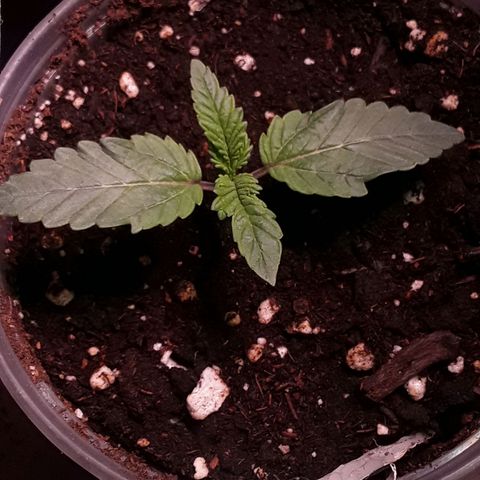 Bubba Haze  growlog timeline photo