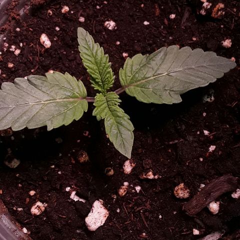 Bubba Haze  growlog timeline photo