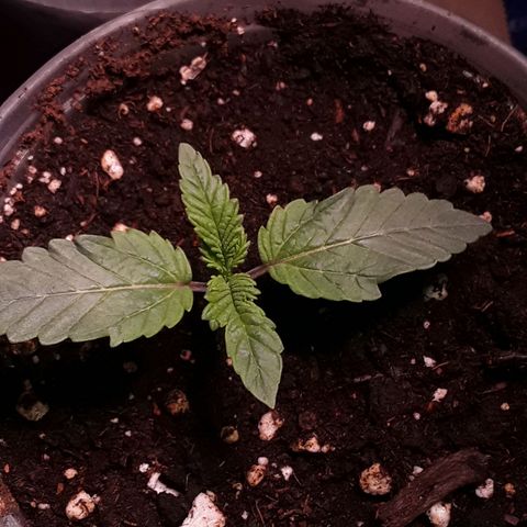 Bubba Haze  growlog timeline photo