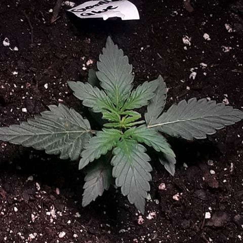 Gorilla Glue Auto  growlog timeline photo