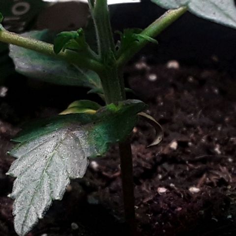 Gorilla Glue Auto  growlog timeline photo