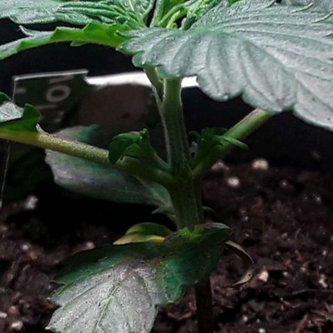Gorilla Glue Auto  growlog timeline photo