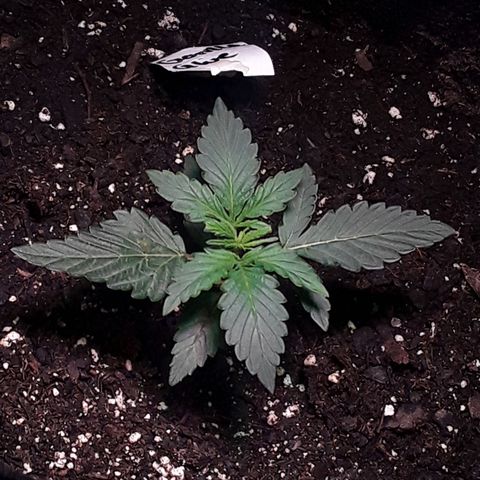 Gorilla Glue Auto  growlog timeline photo
