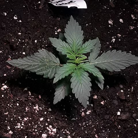 Gorilla Glue Auto  growlog timeline photo