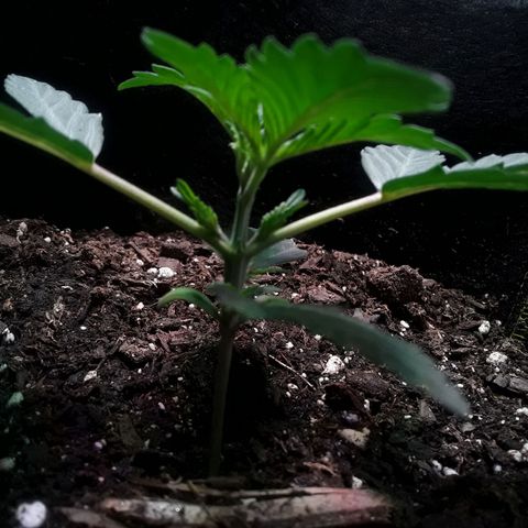 Girl Scout Cookies  growlog timeline photo