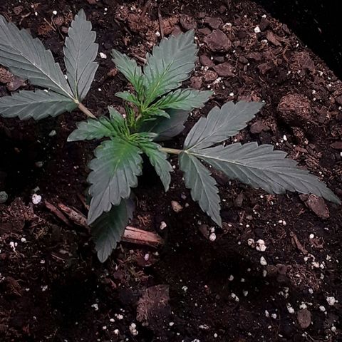 Girl Scout Cookies  growlog timeline photo