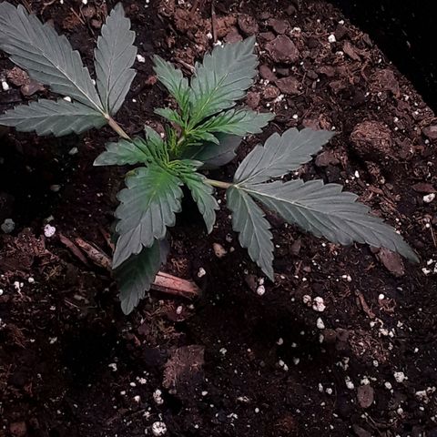 Girl Scout Cookies  growlog timeline photo