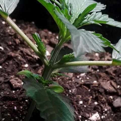 Girl Scout Cookies  growlog timeline photo